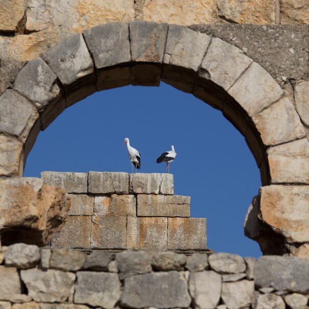 Gita di un giorno da Fez a Volubilis